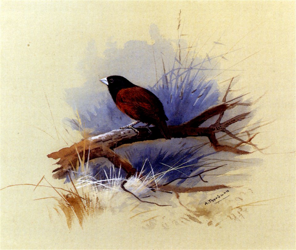 Thorburn Archibald A Nepalese Black Headed Nun In The Branch Of A Tree