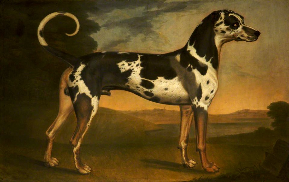 Thomas Stringer (1722-1790) - A Harlequin Great Dane Called 'Turpin' - 932304 - National Trust