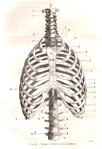 ThoraxHomChauveauCM1890