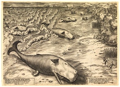 Three Beached Whales, 1577