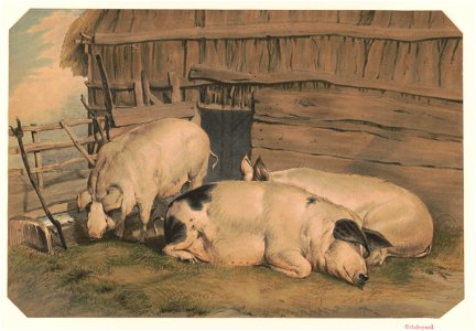Three pigs in a pen LCCN2017651542. Free illustration for personal and commercial use.