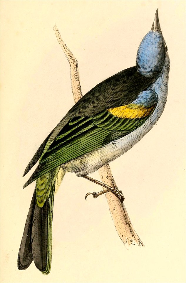 Thraupis ornata 1841