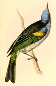 Thraupis ornata 1841