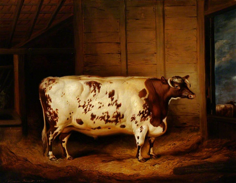 Thomas Weaver (1774-1843) - A Prize Shorthorn Ox - 290474 - National Trust