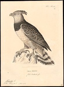 Thrasaëtus harpyia - 1700-1880 - Print - Iconographia Zoologica - Special Collections University of Amsterdam - UBA01 IZ18100291