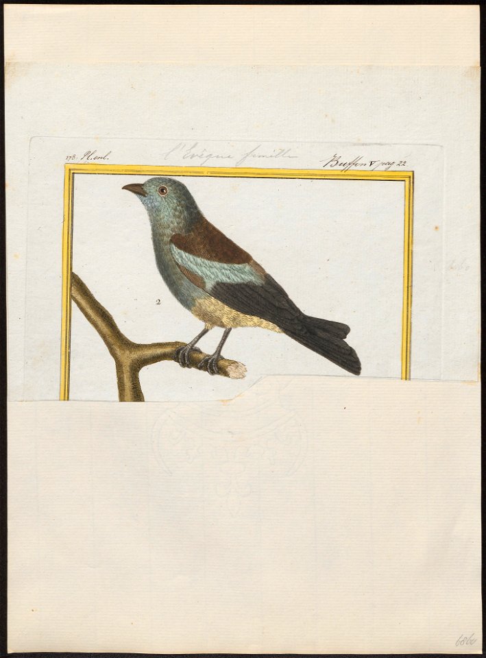 Thraupis palmarum - 1700-1880 - Print - Iconographia Zoologica - Special Collections University of Amsterdam - UBA01 IZ15900253