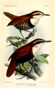 ThryothorusKeulemans