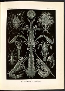 Thoracostraca. - Panzerkrebse LCCN2015648957