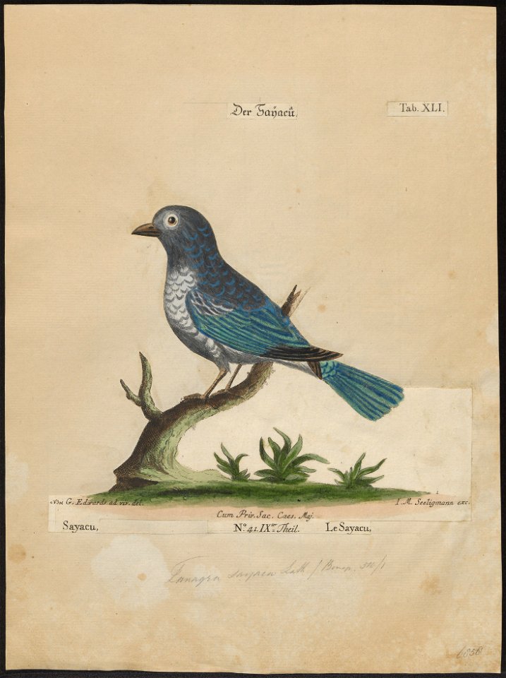 Thraupis cyanoptera - 1700-1880 - Print - Iconographia Zoologica - Special Collections University of Amsterdam - UBA01 IZ15900247