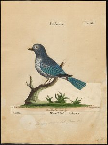 Thraupis cyanoptera - 1700-1880 - Print - Iconographia Zoologica - Special Collections University of Amsterdam - UBA01 IZ15900247