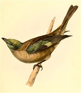 Thraupis palmarum 1841