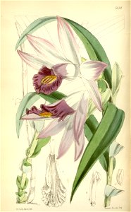 Thunia bensoniae - Curtis' 94 (Ser. 3 no. 24) pl. 5694 (1868)