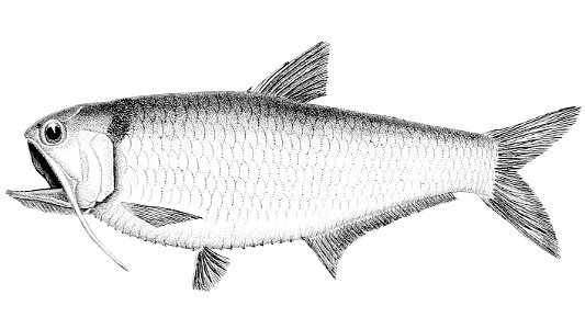 Thryssa dussumieri