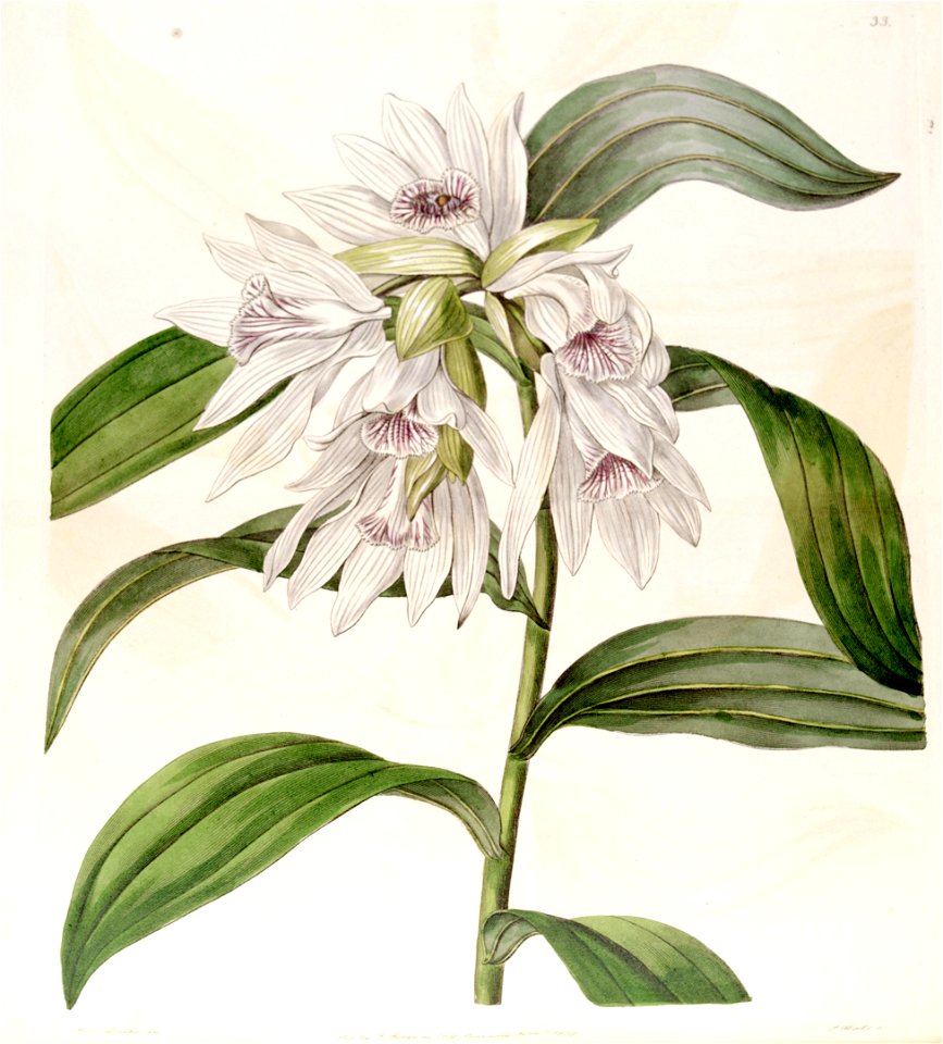 Thunia alba (as Phaius albus) - Edwards vol 24 (NS 1) pl 33 (1838)
