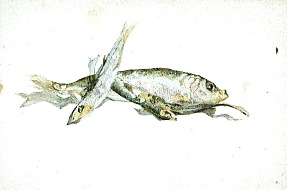 Three dead fish displayed artistically RMG PU0496