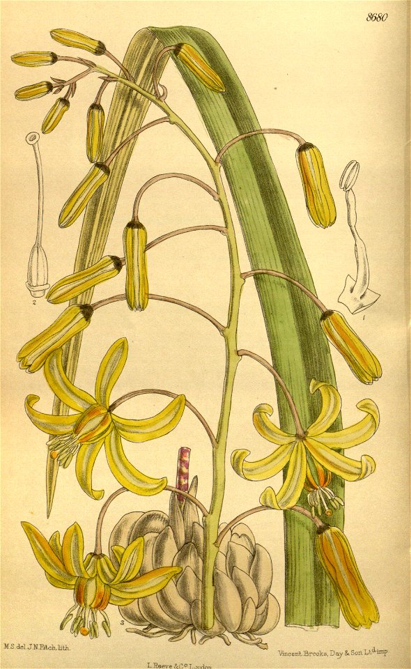 Thuranthos macranthum 142-8680