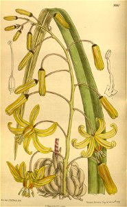 Thuranthos macranthum 142-8680