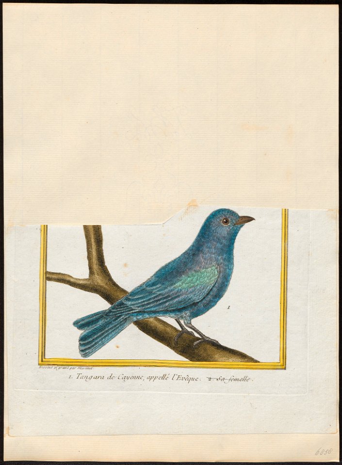 Thraupis cyanoptera - 1700-1880 - Print - Iconographia Zoologica - Special Collections University of Amsterdam - UBA01 IZ15900251