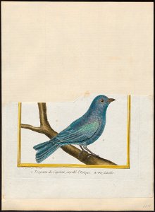 Thraupis cyanoptera - 1700-1880 - Print - Iconographia Zoologica - Special Collections University of Amsterdam - UBA01 IZ15900251
