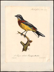 Thraupis multicolor - 1825-1834 - Print - Iconographia Zoologica - Special Collections University of Amsterdam - UBA01 IZ15900255