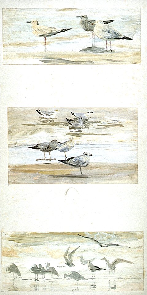 Three Studies of Herring Gulls and Kittiwakes at the Water’s Edge RMG PU0440