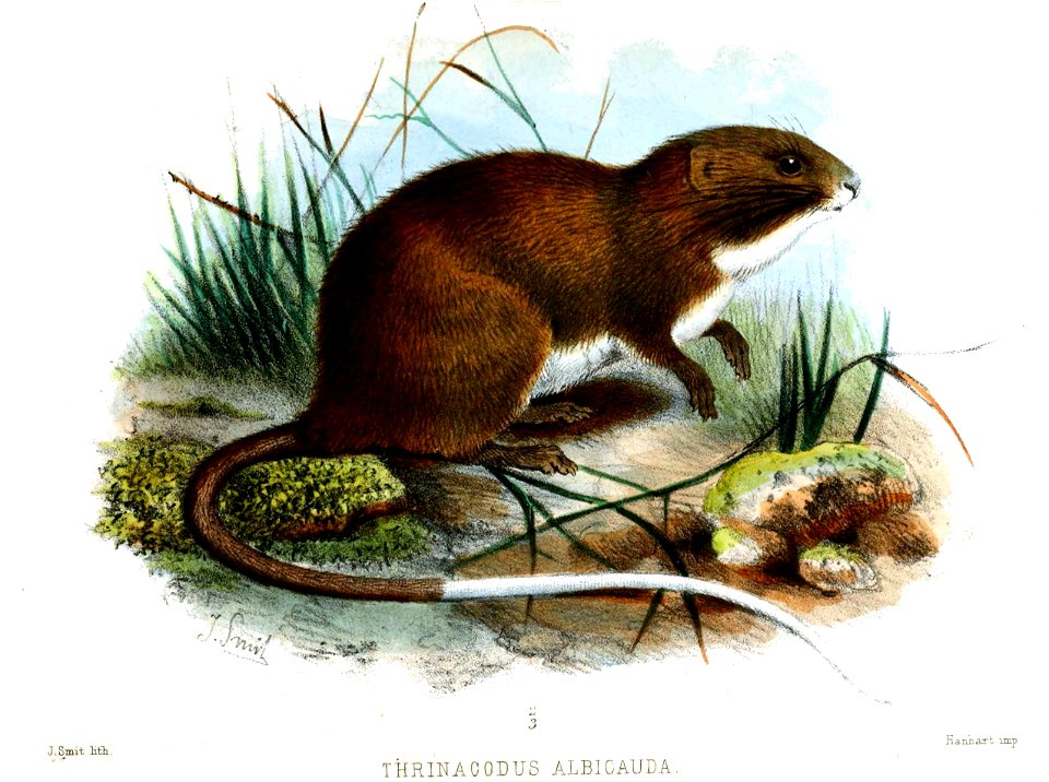 ThrinacodusAlbicaudaSmit