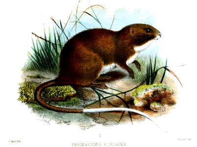 ThrinacodusAlbicaudaSmit