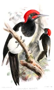 ThriponaxHargittiKeulemans