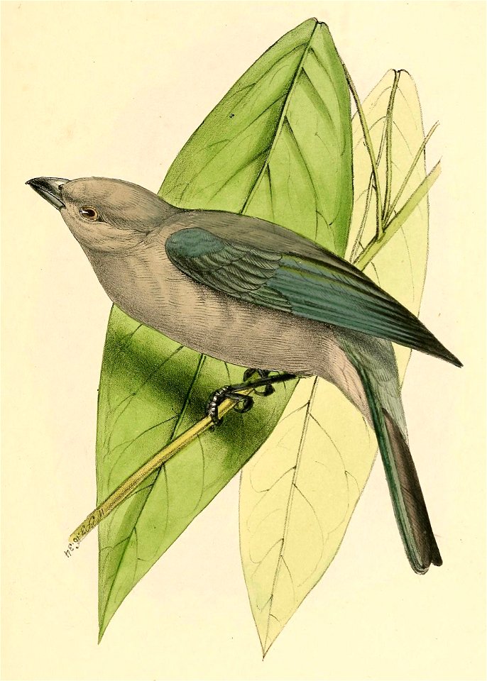 Thraupis episcopus coelestis 1841