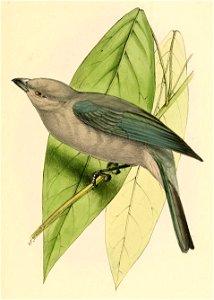 Thraupis episcopus coelestis 1841
