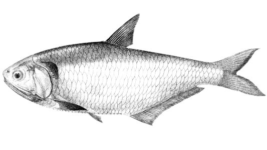 Thryssa malabarica Achilles 157