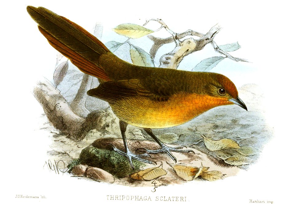 ThripophagaSclateriKeulemans