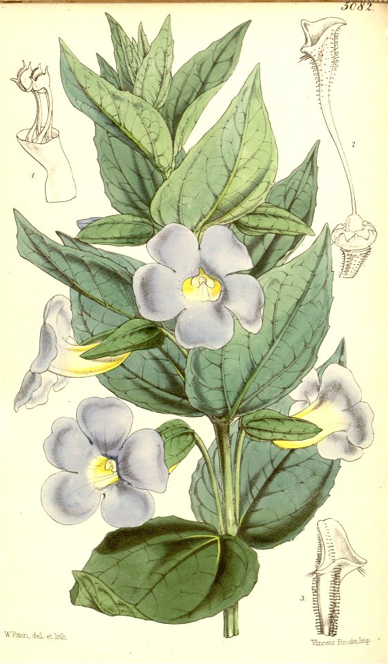 Thunbergia natalensis Hook. Bot. Mag. 84. 5082. 1858