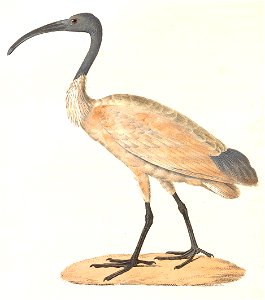 Threskiornis melanocephalus 1838. Free illustration for personal and commercial use.
