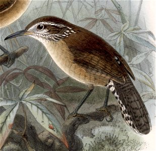 Thryothorus ludovicianus albinucha 1902