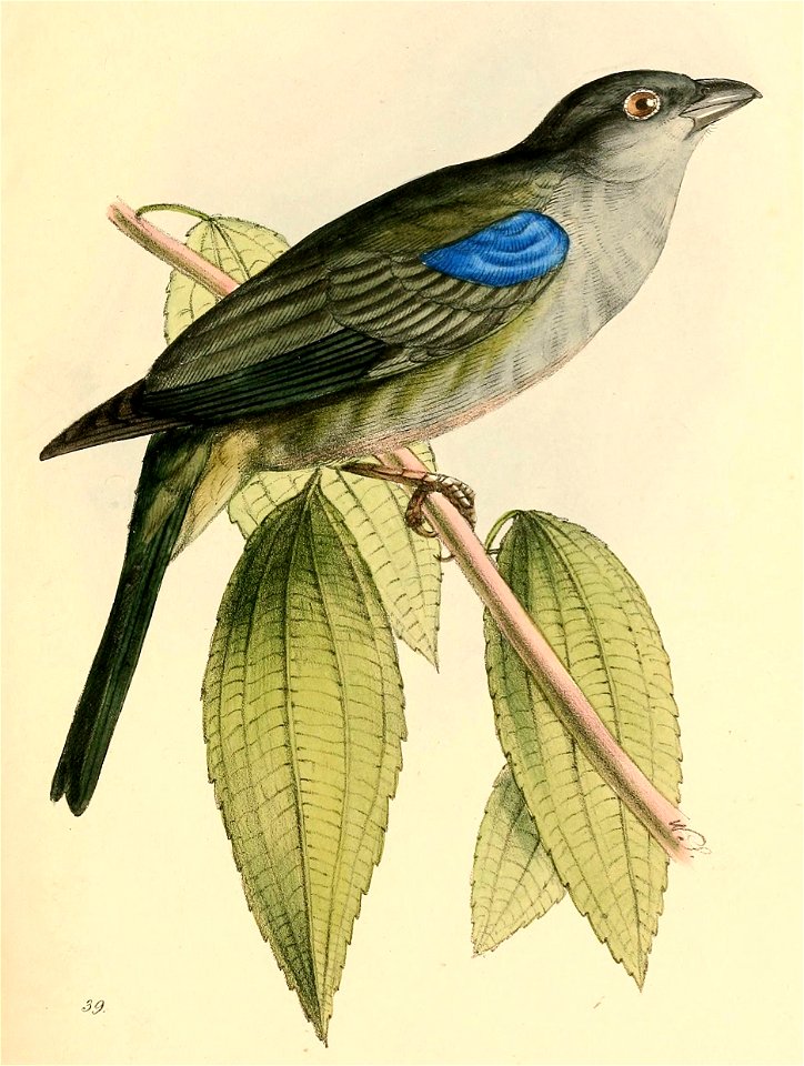 Thraupis episcopus 1841