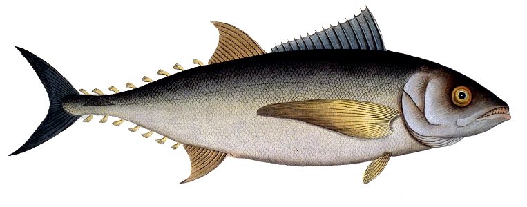Thunnus thynnus1