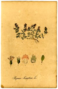 Thymus serpyllum Mann