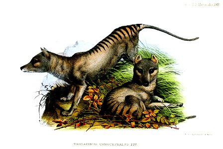 ThylacinusWolf