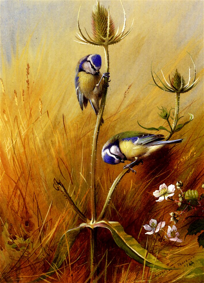 Thorburn Archibald Bluetits On A Teasel