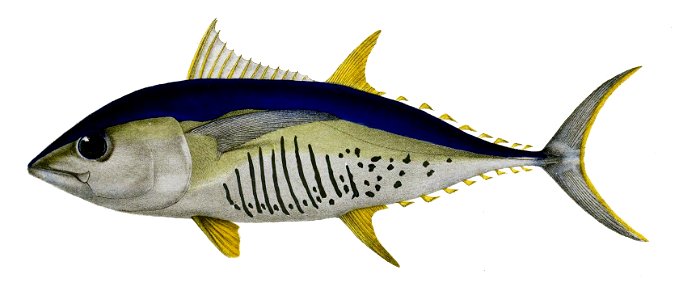 Thunnus alalunga Ford
