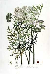 Thysselinum palustre — Flora Batava — Volume v7