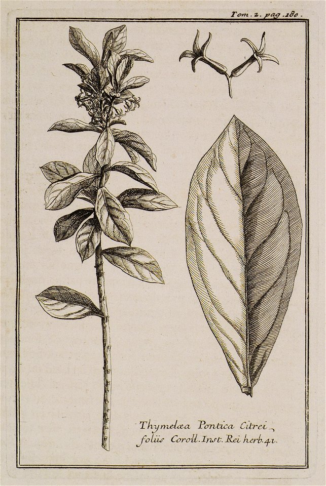 Thymelea Pontica, Citrei foliis Inst Rei herb 41 - Tournefort Joseph Pitton De - 1717