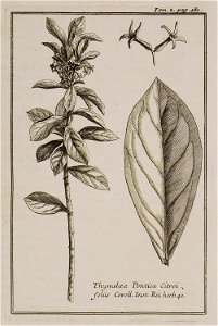 Thymelea Pontica, Citrei foliis Inst Rei herb 41 - Tournefort Joseph Pitton De - 1717