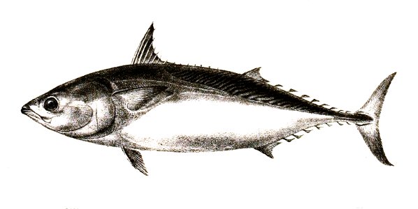 Thynnus thunnina Ford 54