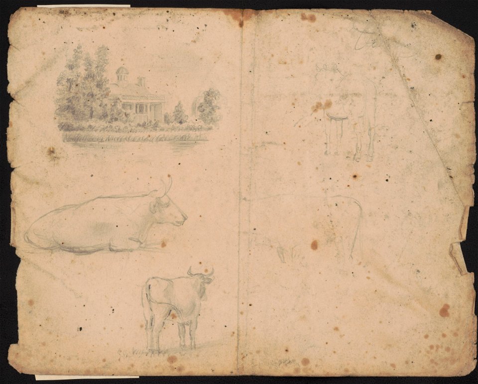 Three study sketches of a house, partially obscured by trees and grasses, and two cows, and on verso a sketch of a bush LCCN2016645602