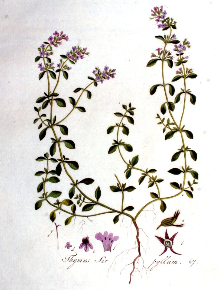 Thymus serpyllum — Flora Batava — Volume v1
