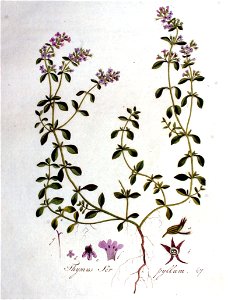 Thymus serpyllum — Flora Batava — Volume v1