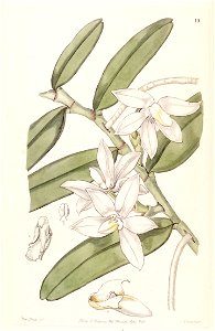 Thrixspermum calceolus (as Sarcochilus calceolus) - Edwards vol 32 (NS 9) pl 19 (1846). Free illustration for personal and commercial use.