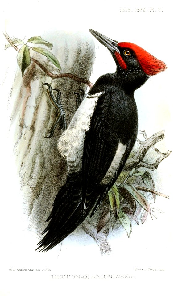ThriponaxKalinowskiiKeulemans